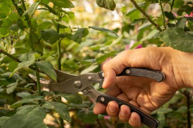 Adam ağaç makasıyla ağaç kesiyor.