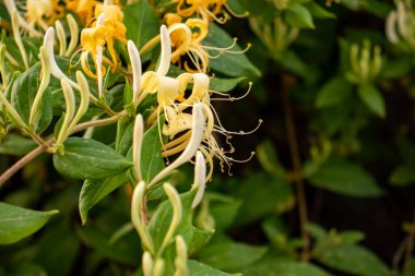 Yasemin çiçekleri yasemin ağacının dalında güneşli bir günde