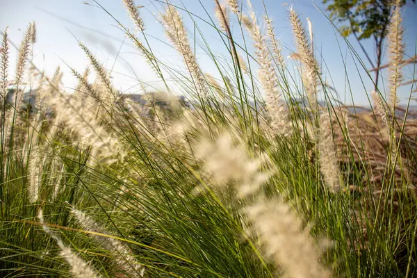 stock image flowering Cortaderia selloana commonly known as Pampas Grass or Uruguayan Pampas Grass is a tall grass