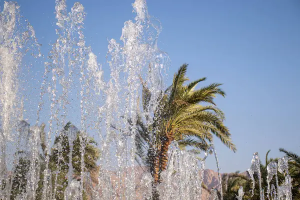 stock image water fountain with palm tree in the background