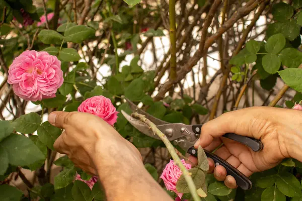 stock image man cutting flowers tree with tree scissors