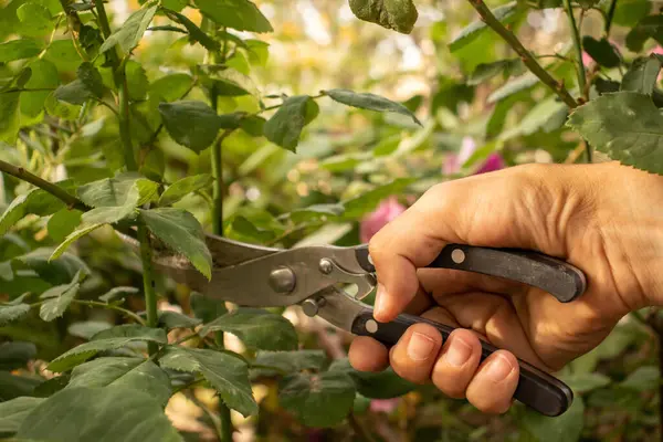 stock image man cutting a tree with tree scissors