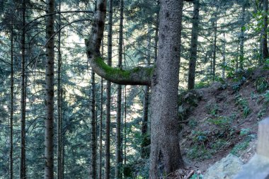 Uzun ağaçlar ve gür yeşilliklerle dolu sık bir orman, sakin ve sakin bir ortam yaratıyor, ormanın doğal güzelliğini ve biyolojik çeşitliliğini gözler önüne seriyor