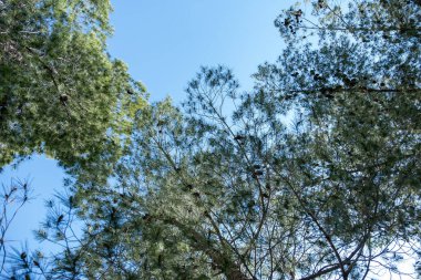 Bahar zamanı yeşil kozalaklı yeşil çam dallarının yakın çekimleri hala gençken yumuşak odaklı arka plana karşı iğnelerin ve canlı renklerin karmaşık detaylarını gözler önüne seriyor.