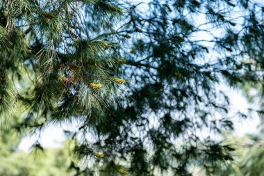Bahar zamanı yeşil kozalaklı yeşil çam dallarının yakın çekimleri hala gençken yumuşak odaklı arka plana karşı iğnelerin ve canlı renklerin karmaşık detaylarını gözler önüne seriyor.