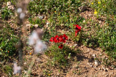 Baharda Ürdün 'de zengin kırmızı Anemone