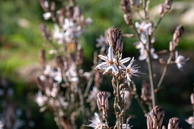 Beyaz ve pembe çiçekli çiçekli bitkilerin yakın çekimi. Arı, arka planı bulanık olan bir çiçeği döller ve ön planı renklendirir.