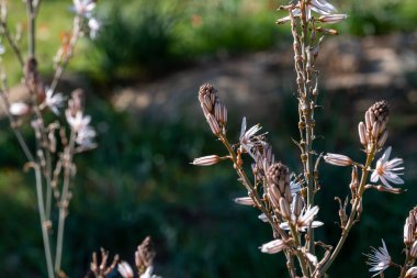 Beyaz ve pembe çiçekli çiçekli bitkilerin yakın çekimi. Arı, arka planı bulanık olan bir çiçeği döller ve ön planı renklendirir.