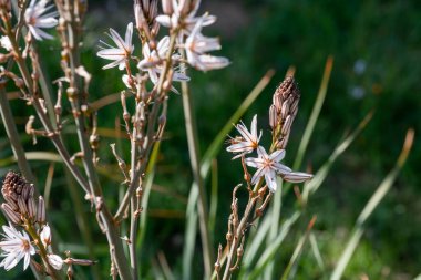 Beyaz ve pembe çiçekli çiçekli bitkilerin yakın çekimi. Arı, arka planı bulanık olan bir çiçeği döller ve ön planı renklendirir.