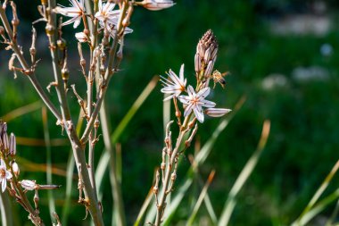 Beyaz ve pembe çiçekli çiçekli bitkilerin yakın çekimi. Arı, arka planı bulanık olan bir çiçeği döller ve ön planı renklendirir.