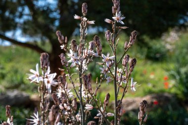 Beyaz ve pembe çiçekli çiçekli bitkilerin yakın çekimi. Arı, arka planı bulanık olan bir çiçeği döller ve ön planı renklendirir.