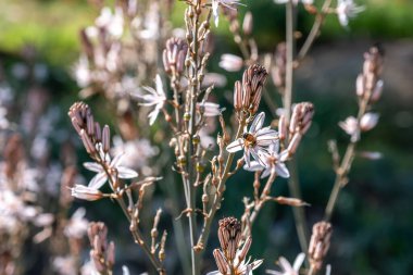 Beyaz ve pembe çiçekli çiçekli bitkilerin yakın çekimi. Arı, arka planı bulanık olan bir çiçeği döller ve ön planı renklendirir.