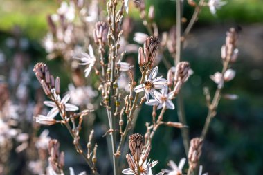 Beyaz ve pembe çiçekli çiçekli bitkilerin yakın çekimi. Arı, arka planı bulanık olan bir çiçeği döller ve ön planı renklendirir.
