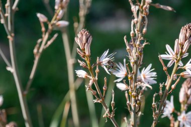 Beyaz ve pembe çiçekli çiçekli bitkilerin yakın çekimi. Arı, arka planı bulanık olan bir çiçeği döller ve ön planı renklendirir.