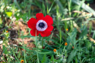 Rich red Anemone in jordan during spring time clipart