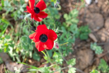 Rich red Anemone in jordan during spring time clipart