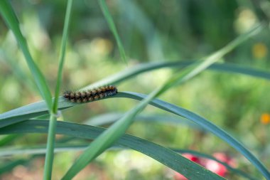 Bahçedeki yeşil bir yaprağın üzerinde sürünen bir tırtıl, yemyeşil yapraklara vurgulanmış, yaşam döngüsünün bir sonraki aşaması için hazırlanıyor.