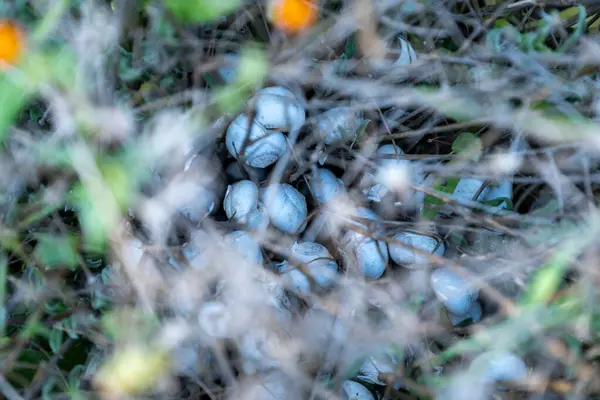 stock image An empty white snail shell among dried leaves, representing the natural process of decay and the cycle of life in a dried environment