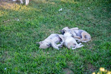 Birkaç küçük köpek yavrusu yeşil çimlerin üzerinde uyuyor.