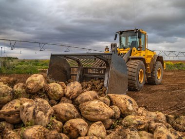 Kırsal kesimde bir kazıcıyla pancar topluyorum. 