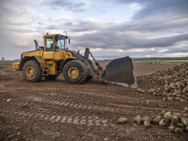 Kırsal kesimde bir kazıcıyla pancar topluyorum. 