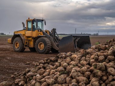 Kırsal kesimde bir kazıcıyla pancar topluyorum. 
