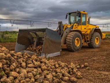 Kırsal kesimde bir kazıcıyla pancar topluyorum. 