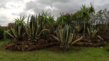 Büyüleyici Agave ile Doğanın Göz kamaştırıcı Güzelliğine dal