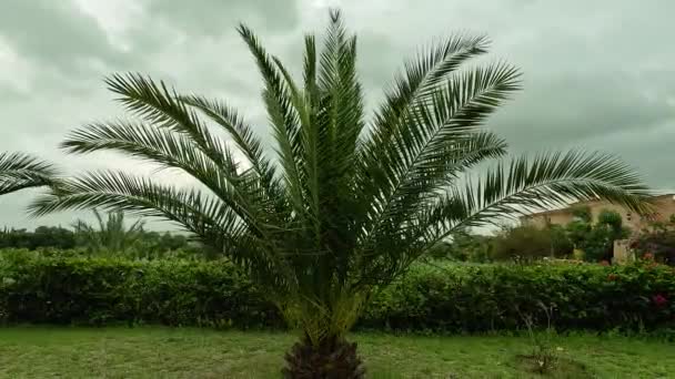 棕榈树摇曳在阴天的淡淡的舞曲中 — 图库视频影像