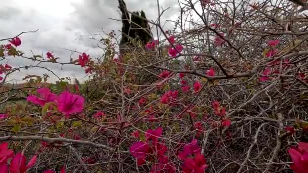 Różowy Petal Paradise Wspaniałe Magnolie Odsłonić Splendor Natury — Wideo stockowe