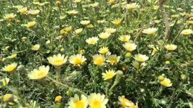 Bahçede sarı bir papatya çiçeği var. Fas 'ta vahşice büyüyor. Sarı Taç Papatya - Glebionis coronaria. 