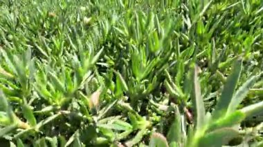 Ekşi incir çiçeği (Carpobrotus acinaciforis) güçlü ve hızlı bir şekilde sürünen bitkidir. Sulu bitki, Carpobrotus. Carpobrotus acinaciforis, Pasifik Sahili, Fas, 4k