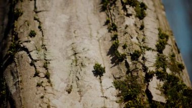 Güzel bir vücudu olan, boş, aydınlık bir odada egzersiz yapan sportif bir kadın. Spor kıyafetleri giymiş spor salonunda esneme hareketleri yapan bir kız antrenör. Büyük, havadar bir uzay spor salonunda spor yapan bir sporcu..