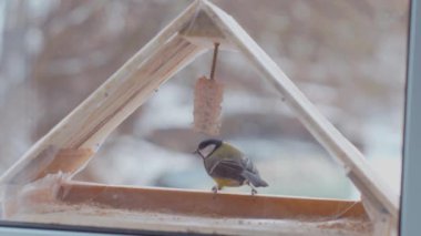Küçük kuşlar pencerenin dışındaki yemlikte tohum yiyorlar. Kış, don, serçeler. Pencerenin dışında renkli küçük kuşlar uçuyor. Renkli kuşlar pencere pervazındaki kuş yemliğine tünediler. Tüylü arkadaşlar penceredeki kuş yemliğinde toplandılar.