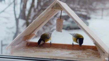 Küçük kuşlar pencerenin dışındaki yemlikte tohum yiyorlar. Kış, don, serçeler. Ağır çekim. Pencerenin dışında renkli küçük kuşlar uçuyor. Renkli kuşlar pencere pervazındaki kuş yemliğine tünediler. Tüylü dostlar bir kuş yemliğinde toplandı.