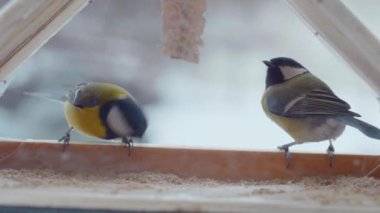 Küçük kuşlar pencerenin dışındaki yemlikte tohum yiyorlar. Kış, don, serçeler. Ağır çekim. Pencerenin dışında renkli küçük kuşlar uçuyor. Renkli kuşlar pencere pervazındaki kuş yemliğine tünediler. Tüylü dostlar bir kuş yemliğinde toplandı.