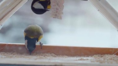 Küçük kuşlar pencerenin dışındaki yemlikte tohum yiyorlar. Kış, don, serçeler. Ağır çekim. Pencerenin dışında renkli küçük kuşlar uçuyor. Renkli kuşlar pencere pervazındaki kuş yemliğine tünediler. Tüylü dostlar bir kuş yemliğinde toplandı.