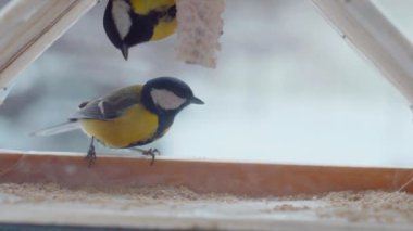 Küçük kuşlar pencerenin dışındaki yemlikte tohum yiyorlar. Kış, don, serçeler. Ağır çekim. Pencerenin dışında renkli küçük kuşlar uçuyor. Renkli kuşlar pencere pervazındaki kuş yemliğine tünediler. Tüylü dostlar bir kuş yemliğinde toplandı.