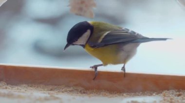 Küçük kuşlar pencerenin dışındaki yemlikte tohum yiyorlar. Kış, don, serçeler. Ağır çekim. Pencerenin dışında renkli küçük kuşlar uçuyor. Renkli kuşlar pencere pervazındaki kuş yemliğine tünediler. Tüylü dostlar bir kuş yemliğinde toplandı.