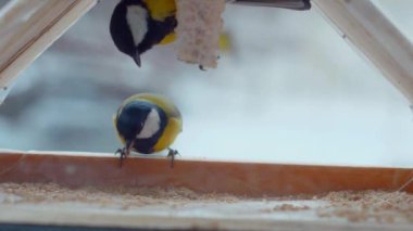 Küçük kuşlar pencerenin dışındaki yemlikte tohum yiyorlar. Kış, don, serçeler. Ağır çekim. Pencerenin dışında renkli küçük kuşlar uçuyor. Renkli kuşlar pencere pervazındaki kuş yemliğine tünediler. Tüylü dostlar bir kuş yemliğinde toplandı.