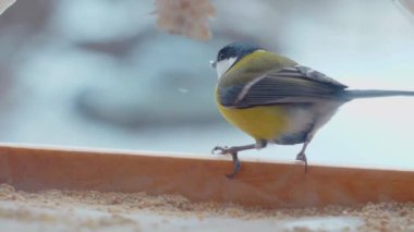 Küçük kuşlar pencerenin dışındaki yemlikte tohum yiyorlar. Kış, don, serçeler. Ağır çekim. Pencerenin dışında renkli küçük kuşlar uçuyor. Renkli kuşlar pencere pervazındaki kuş yemliğine tünediler. Tüylü dostlar bir kuş yemliğinde toplandı.