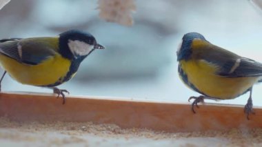 Küçük kuşlar pencerenin dışındaki yemlikte tohum yiyorlar. Kış, don, serçeler. Ağır çekim. Pencerenin dışında renkli küçük kuşlar uçuyor. Renkli kuşlar pencere pervazındaki kuş yemliğine tünediler. Tüylü dostlar bir kuş yemliğinde toplandı.
