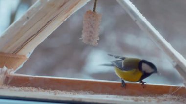 Küçük kuşlar pencerenin dışındaki yemlikte tohum yiyorlar. Kış, don, serçeler. Ağır çekim. Pencerenin dışında renkli küçük kuşlar uçuyor. Renkli kuşlar pencere pervazındaki kuş yemliğine tünediler. Tüylü dostlar bir kuş yemliğinde toplandı.