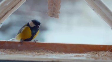 Küçük kuşlar pencerenin dışındaki yemlikte tohum yiyorlar. Kış, don, serçeler. Ağır çekim. Pencerenin dışında renkli küçük kuşlar uçuyor. Renkli kuşlar pencere pervazındaki kuş yemliğine tünediler. Tüylü dostlar bir kuş yemliğinde toplandı.
