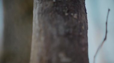 Ağaç gövdesinin kabuğunun makro video çekimi. Orman, ağaç, doğa, doku. Karmaşık desenli ağaç kabuğu. Ağaç kabuğunun kabuğunun kabuğu pürüzlü. Ağaç gövdesindeki kabuğun detaylı görüntüsü. Ağaç kabuğunun yüzeyi doğal desenleri gösteriyor.