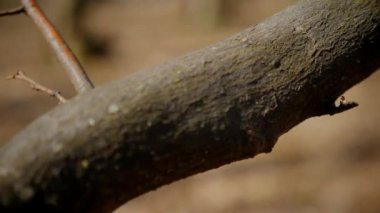 Ağaç gövdesinin kabuğunun makro video çekimi. Orman, ağaç, doğa, doku. Karmaşık desenli ağaç kabuğu. Ağaç kabuğunun kabuğunun kabuğu pürüzlü. Ağaç gövdesindeki kabuğun detaylı görüntüsü. Ağaç kabuğunun yüzeyi doğal desenleri gösteriyor.