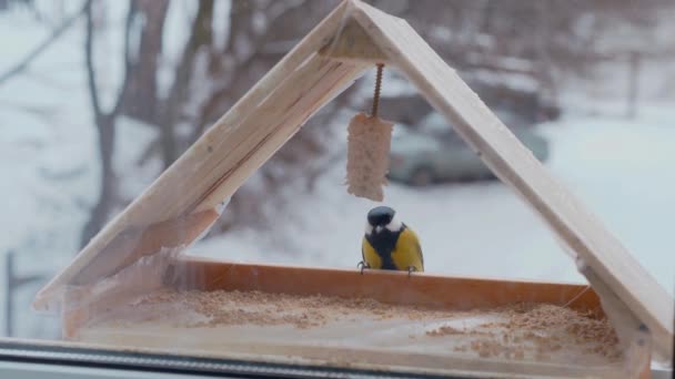 Kleine Vögel Fressen Samen Futterhäuschen Vor Dem Fenster Winter Frost — Stockvideo