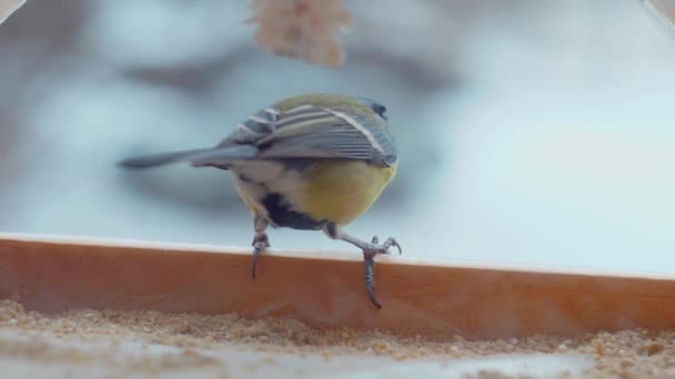 Păsările Mici Mănâncă Semințe Alimentatorul Din Afara Ferestrei Iarnă Îngheț — Videoclip de stoc