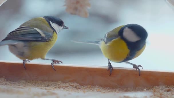 小鸟在窗外的喂食器里吃种子 慢动作 五彩斑斓的小鸟在窗外飞翔 五彩斑斓的鸟儿栖息在窗台上的喂鸟器里 有羽毛的朋友们聚集在一个喂鸟的地方 — 图库视频影像