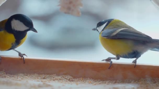 Маленькі Птахи Їдять Насіння Годівниці Вікном Зима Мороз Горобці Повільний — стокове відео
